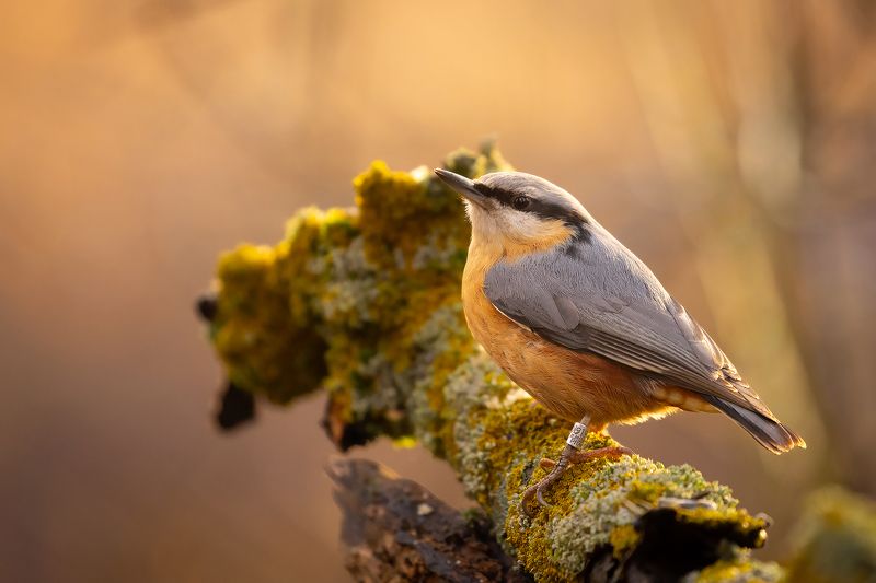 Nuthach фото превью