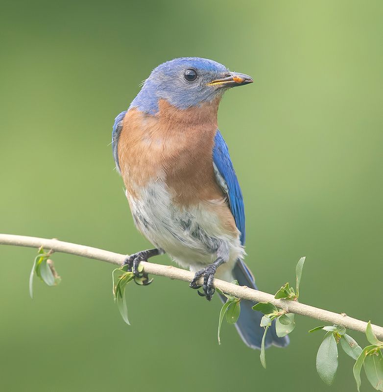 восточная сиалия, eastern bluebird, bluebird Eastern Bluebird male -Восточная сиалия. самец фото превью