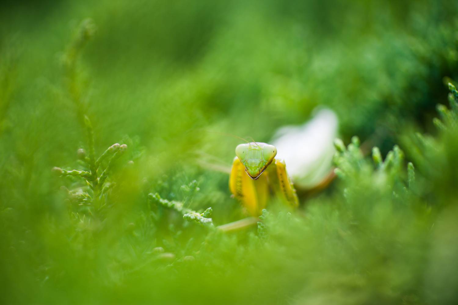 , Викулов Николай