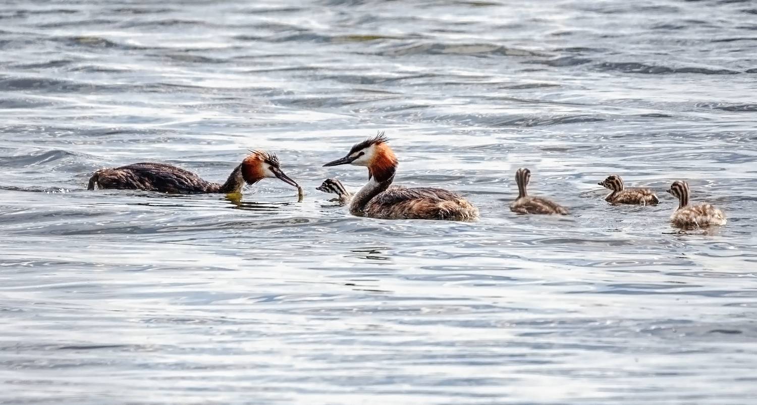 птица, чомга, птенец, озеро,, Марина Мочалова