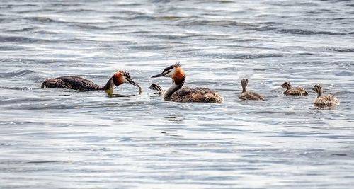 Семейство чомг.