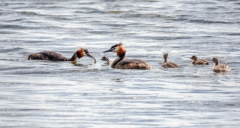 птица, чомга, птенец, озеро, Семейство чомг. фото превью