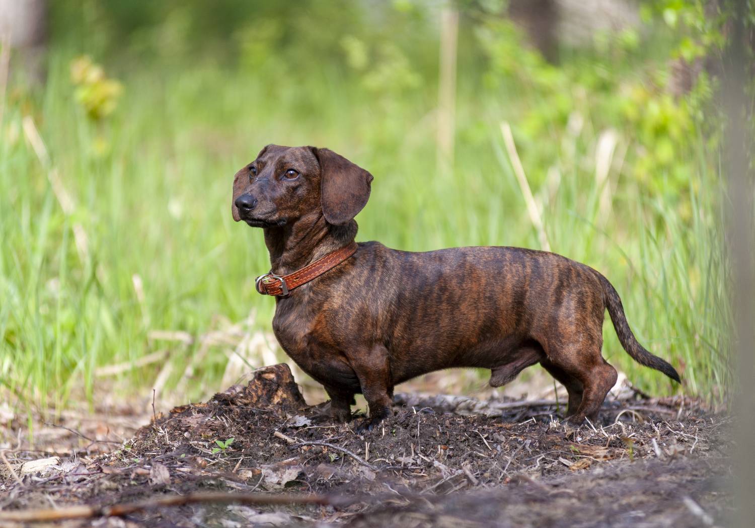 , Георгий Сапожников
