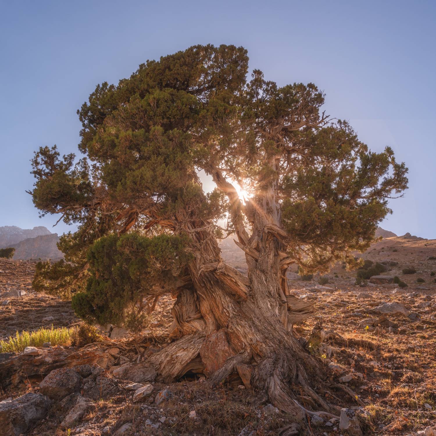 , Кахарова Наргиза