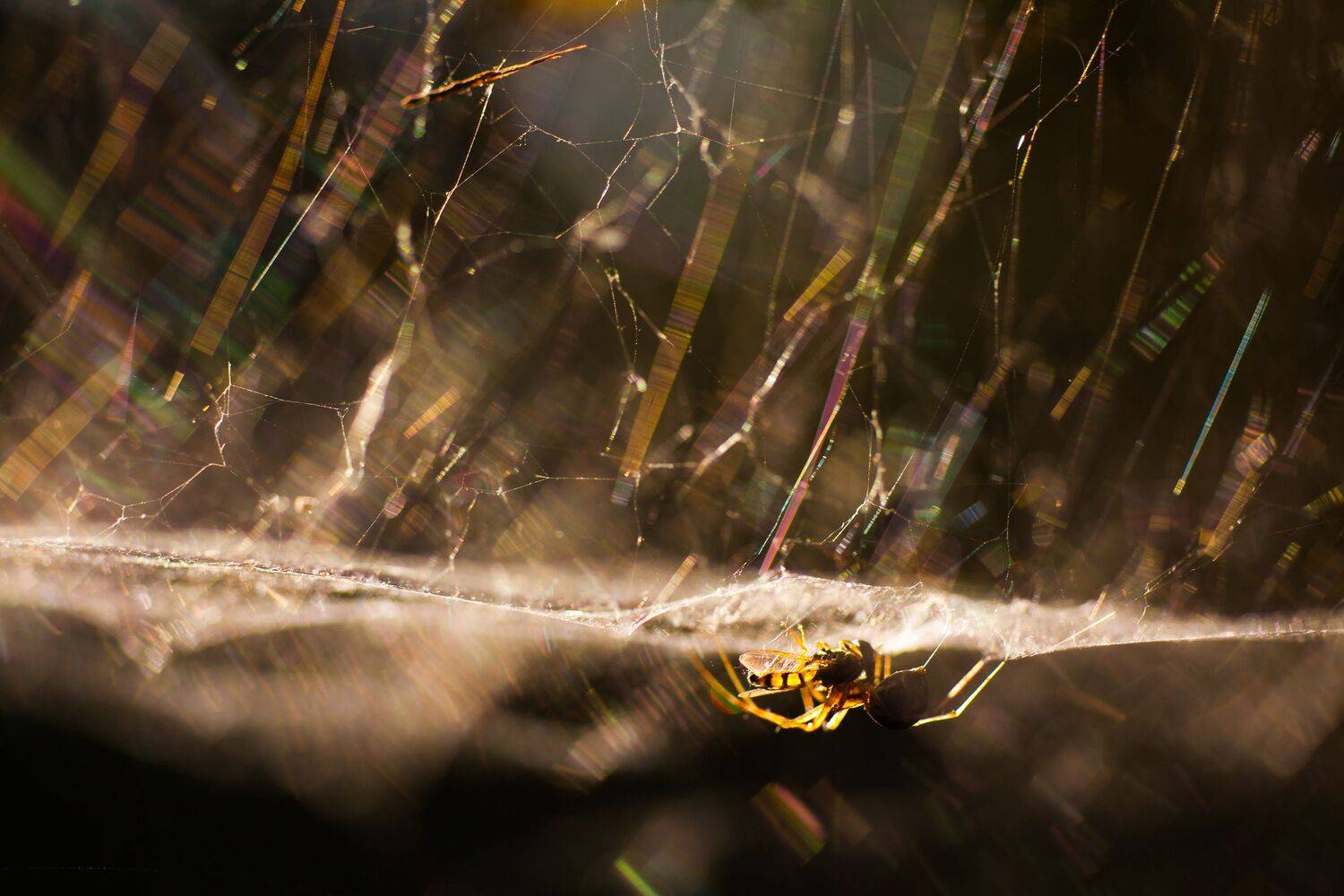 , Викулов Николай