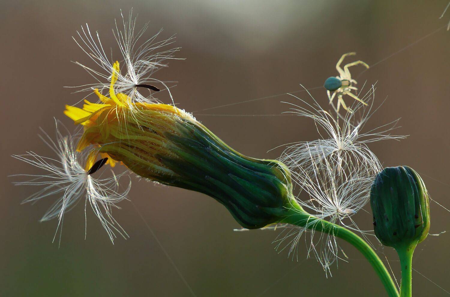 макро., sasha yudin