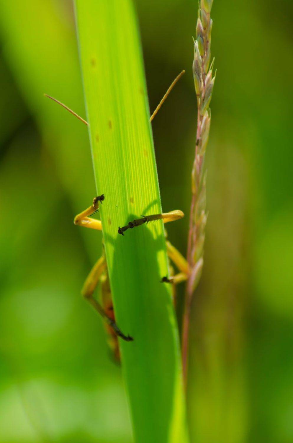 , Савенко Кирилл