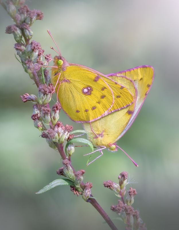 Желтушка Луговая (Colias hyale) фото превью