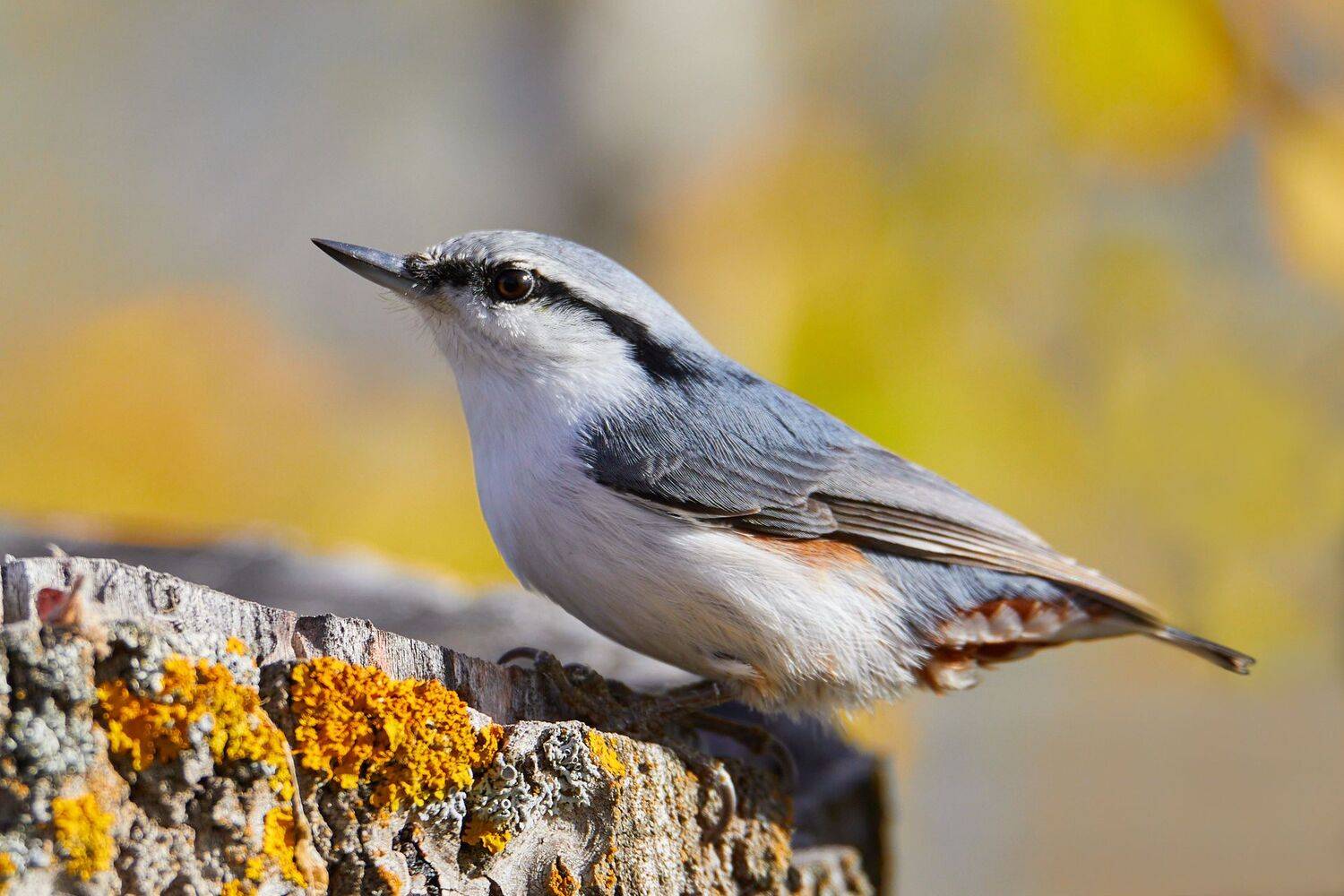 , Гильманов Артур