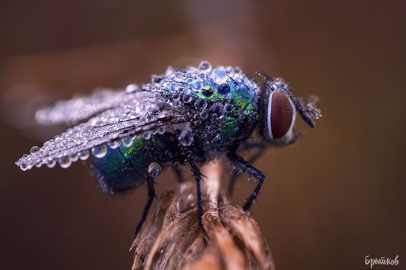 Утреннее росистое макро фото превью