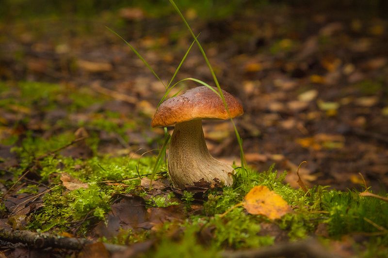 Позёр фото превью
