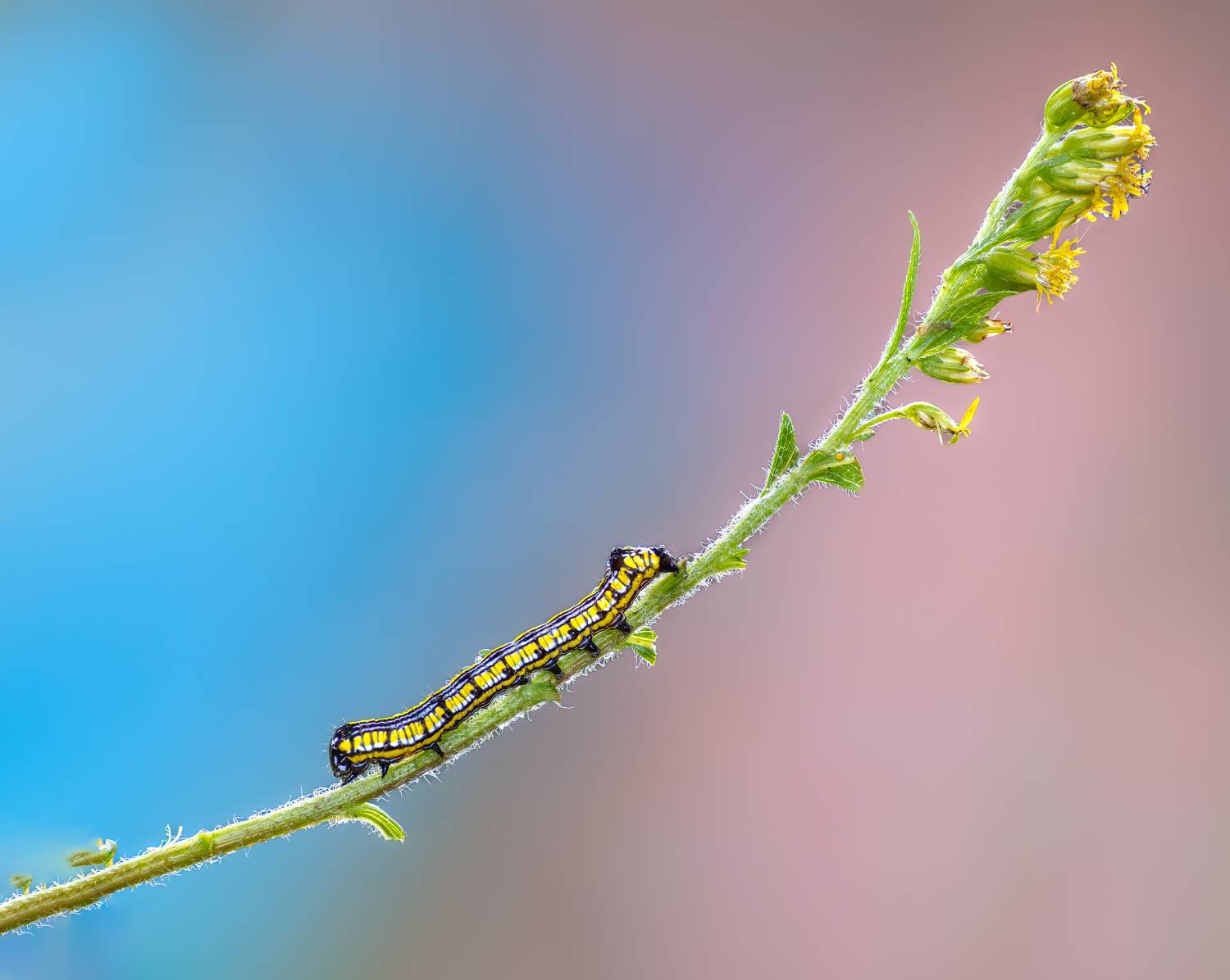 worm, caterpillar, silkworm, leaf, summer, nature, green, macro, flower, floral, wild,, Atul Saluja
