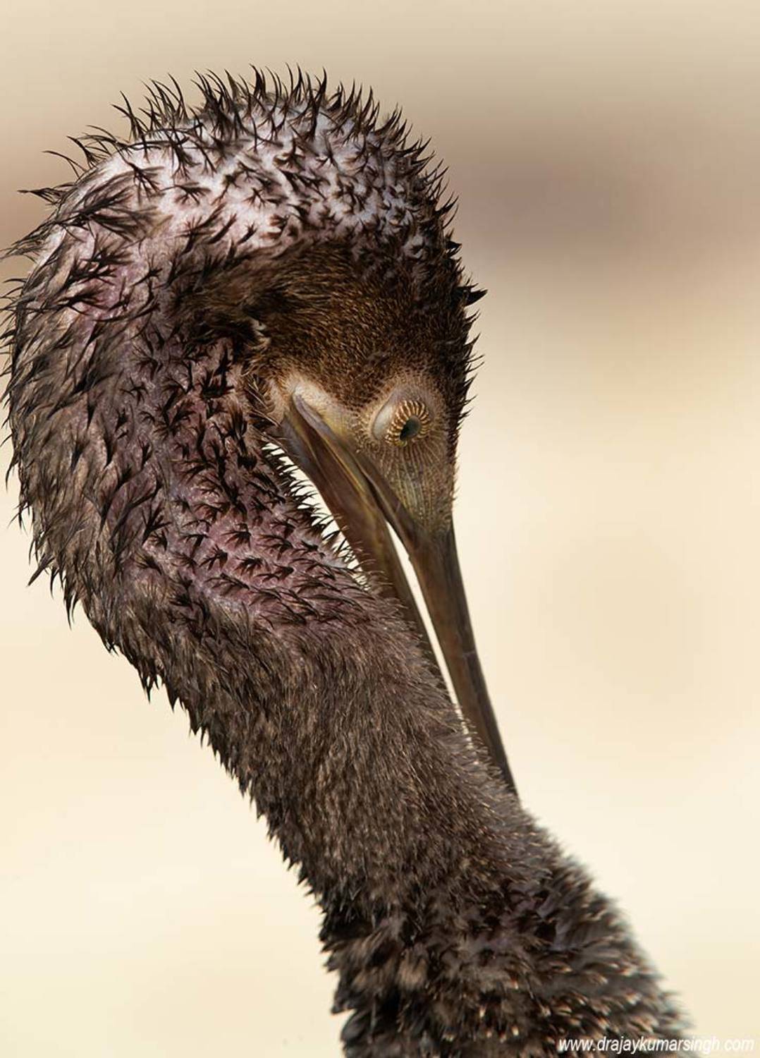 Socotra Cormorant preening, Dr Ajay Kumar Singh