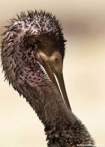 Socotra Cormorant