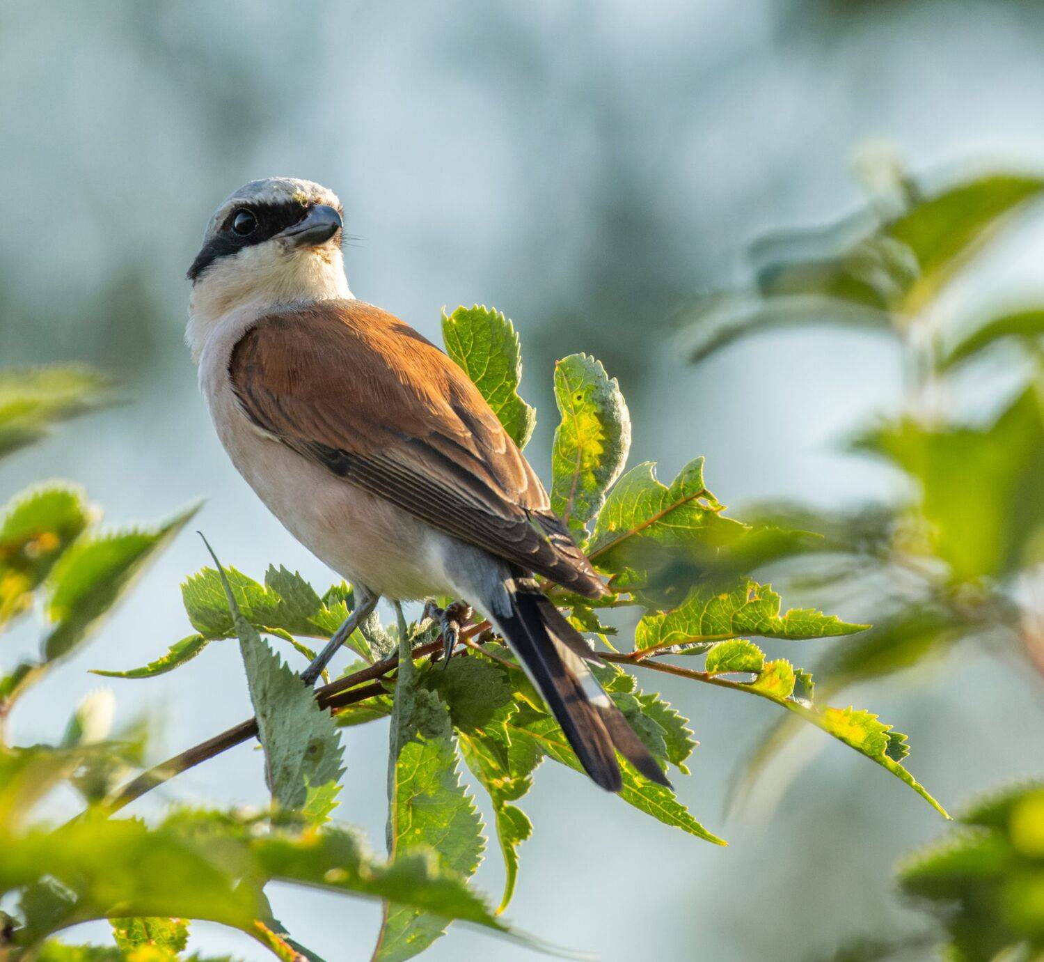 , Дэм Константин