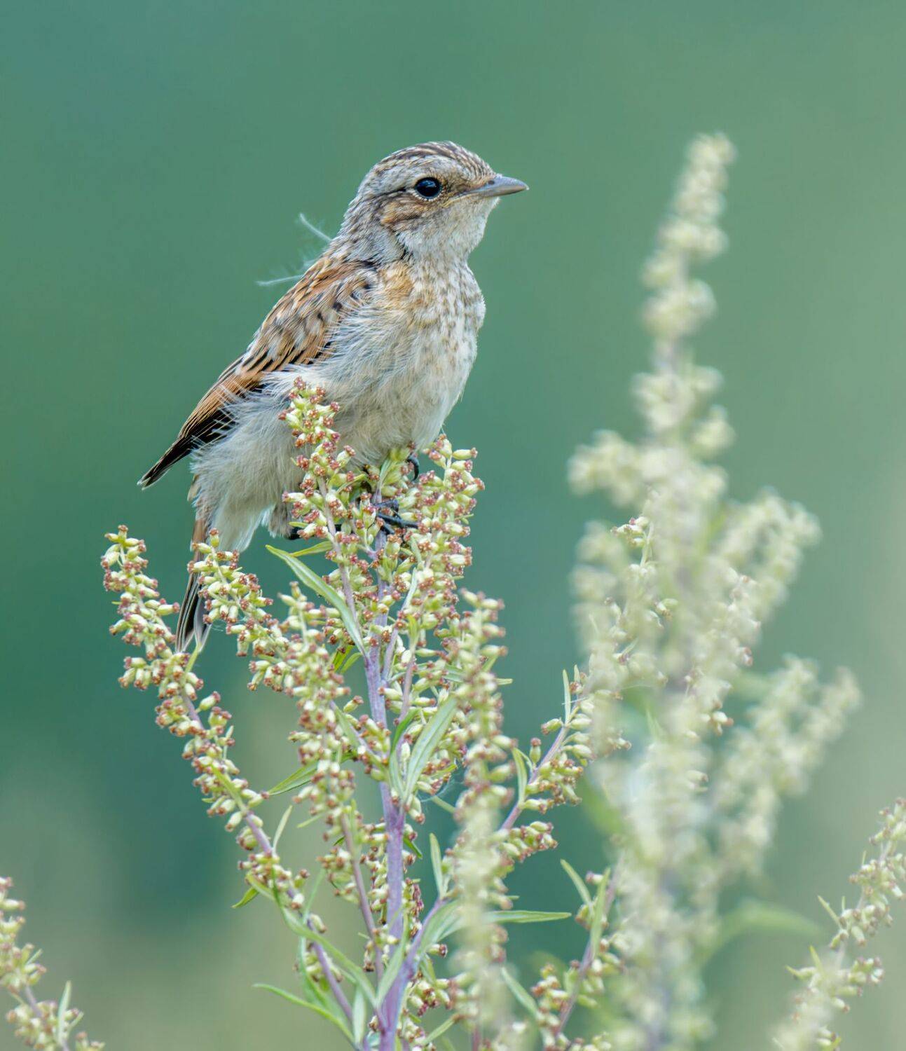 , Дэм Константин