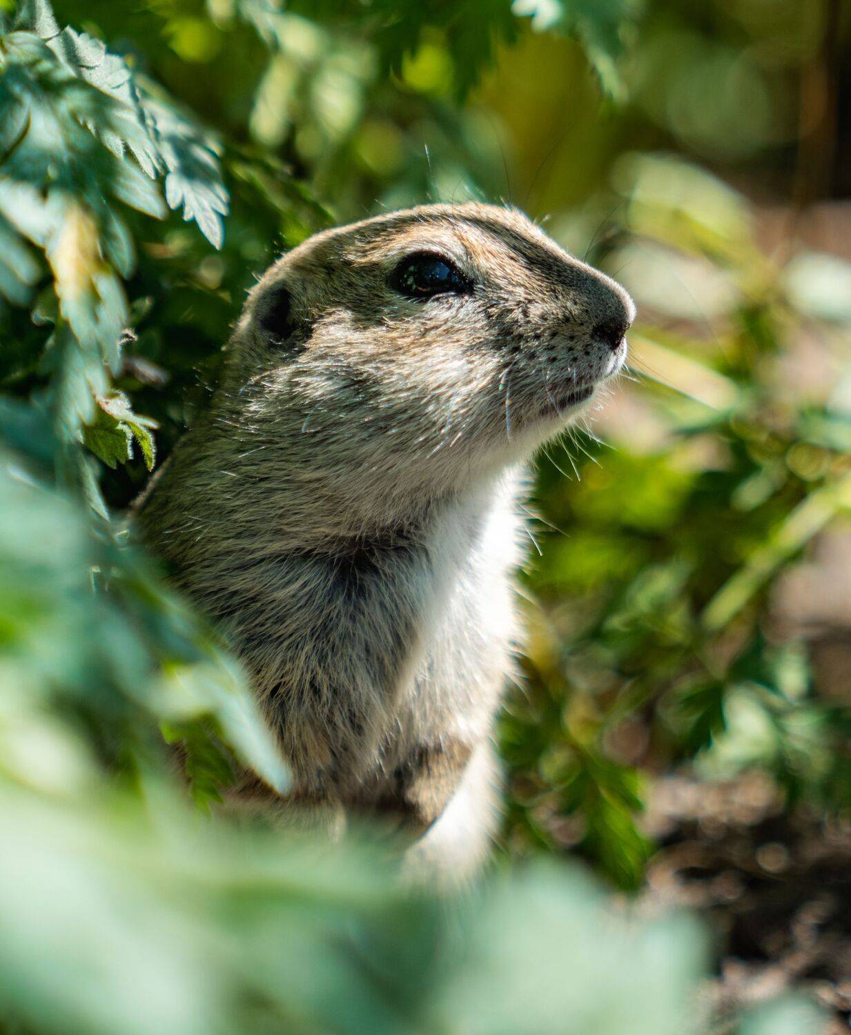 , Дэм Константин