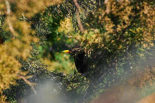 Turdus merula