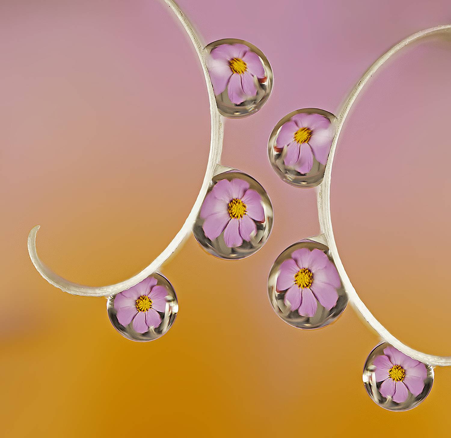 макро капли цветы , Иван Радьков