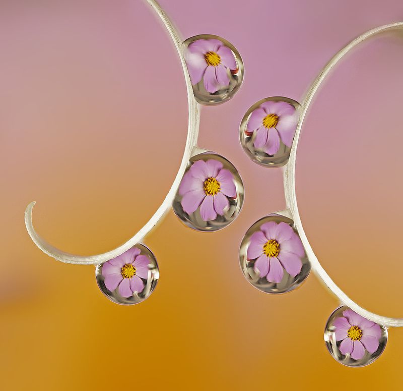 макро капли цветы  Макро арт с каплями фото превью