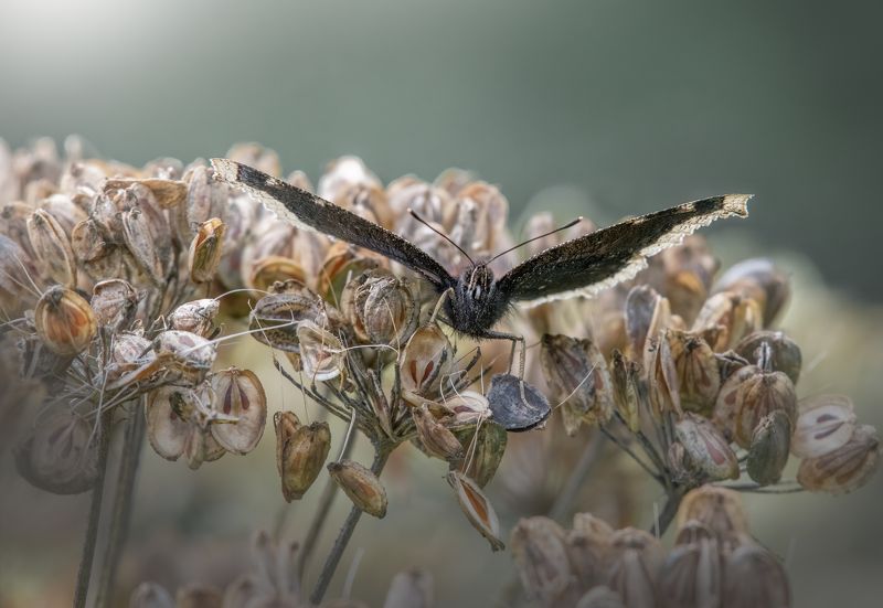Траурница Nymphalis antiopa фото превью