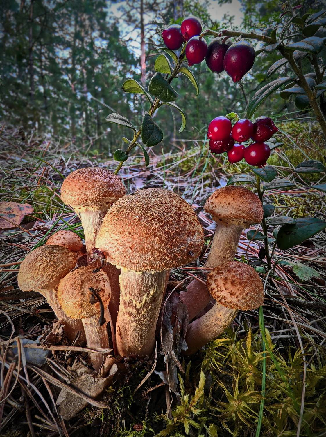 Mi Note 10 pro, Дмитрий Кузнецов