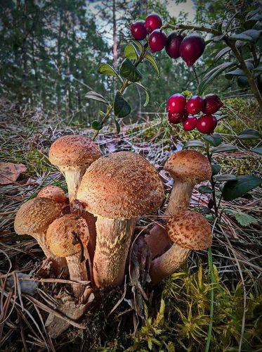 Весёлая компашка