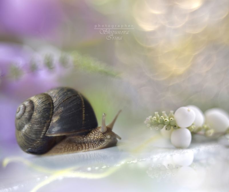 Улитка и снежноягодник фото превью