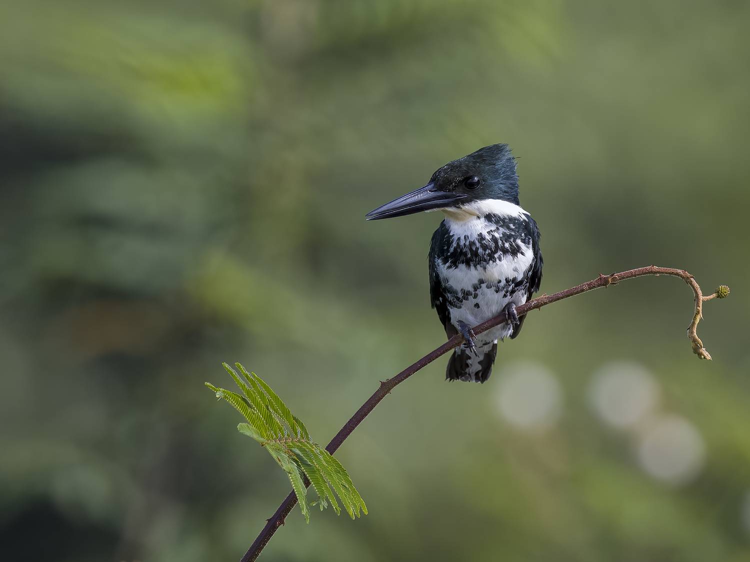 , Burgalin Sequeira Fernando