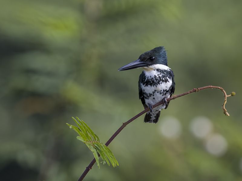 Green Kingfisher фото превью