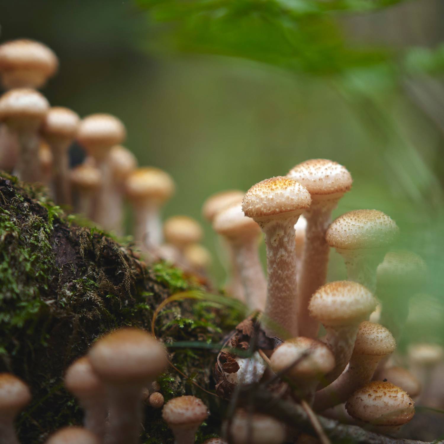 грибы, лес, опята, Валерий Вождаев