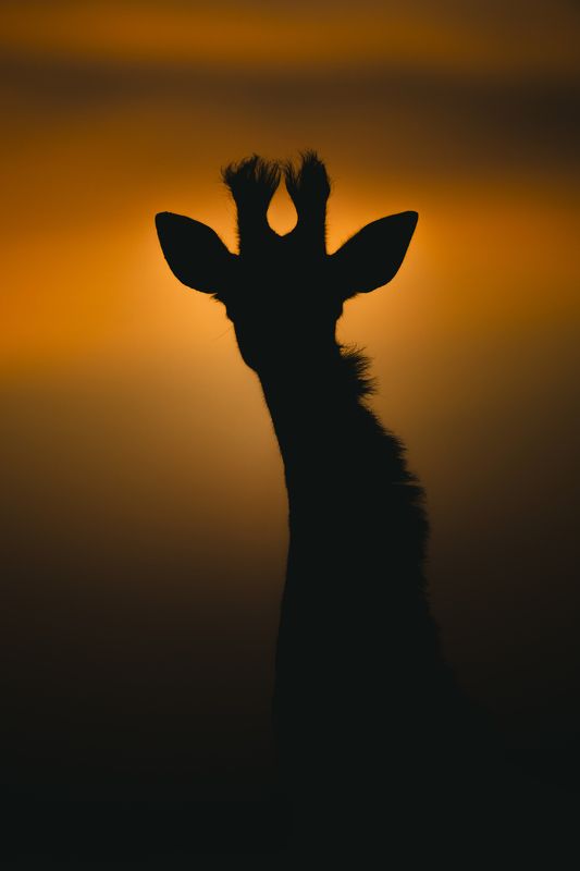 giraffe Giraffe silhouette фото превью
