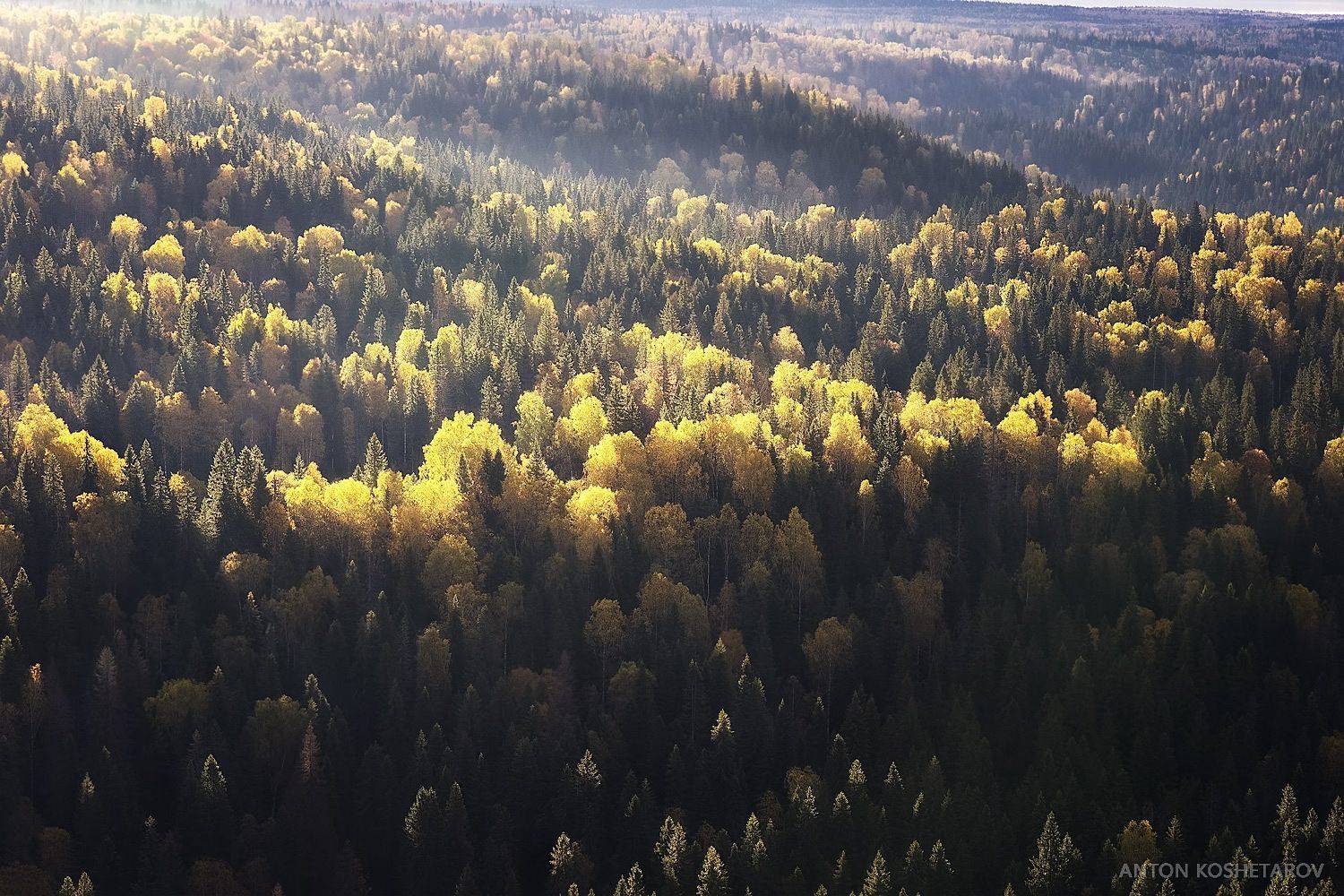 , Антон Кошетаров