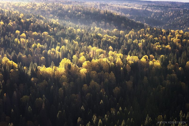 Осенний лес фото превью