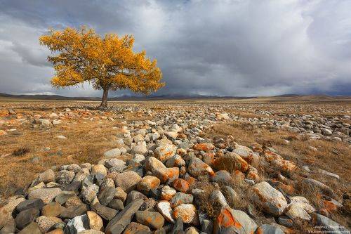 Кош-Агачский район, Республика Алтай.