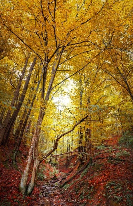 forest,travel,bulgaria,autumn,light,dark,stone,river, Autumn фото превью