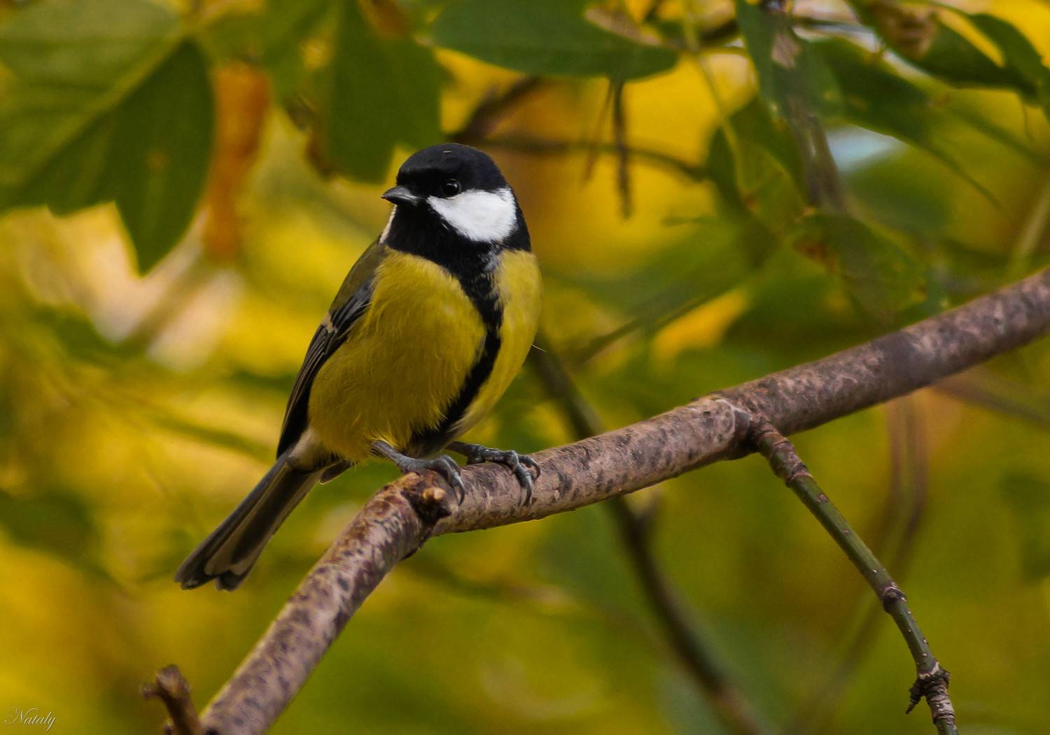 , Екимова Наталья