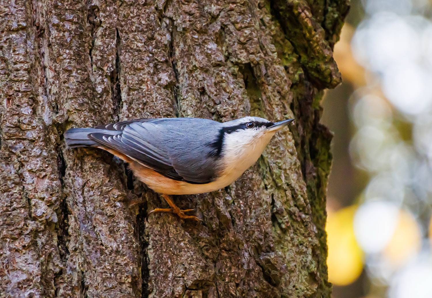 , Волынский Виктор