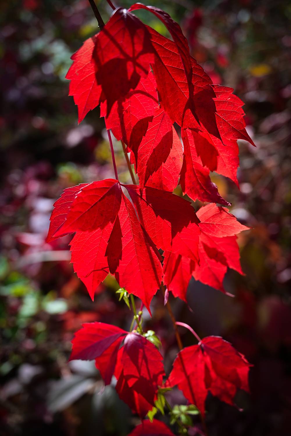 , Калёв Сергей