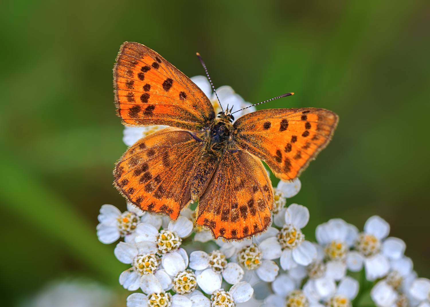 насекомые, бабочка, голубянка, червонец, огненный, цветок, тысячелистник, лето, август, Борис Новиков