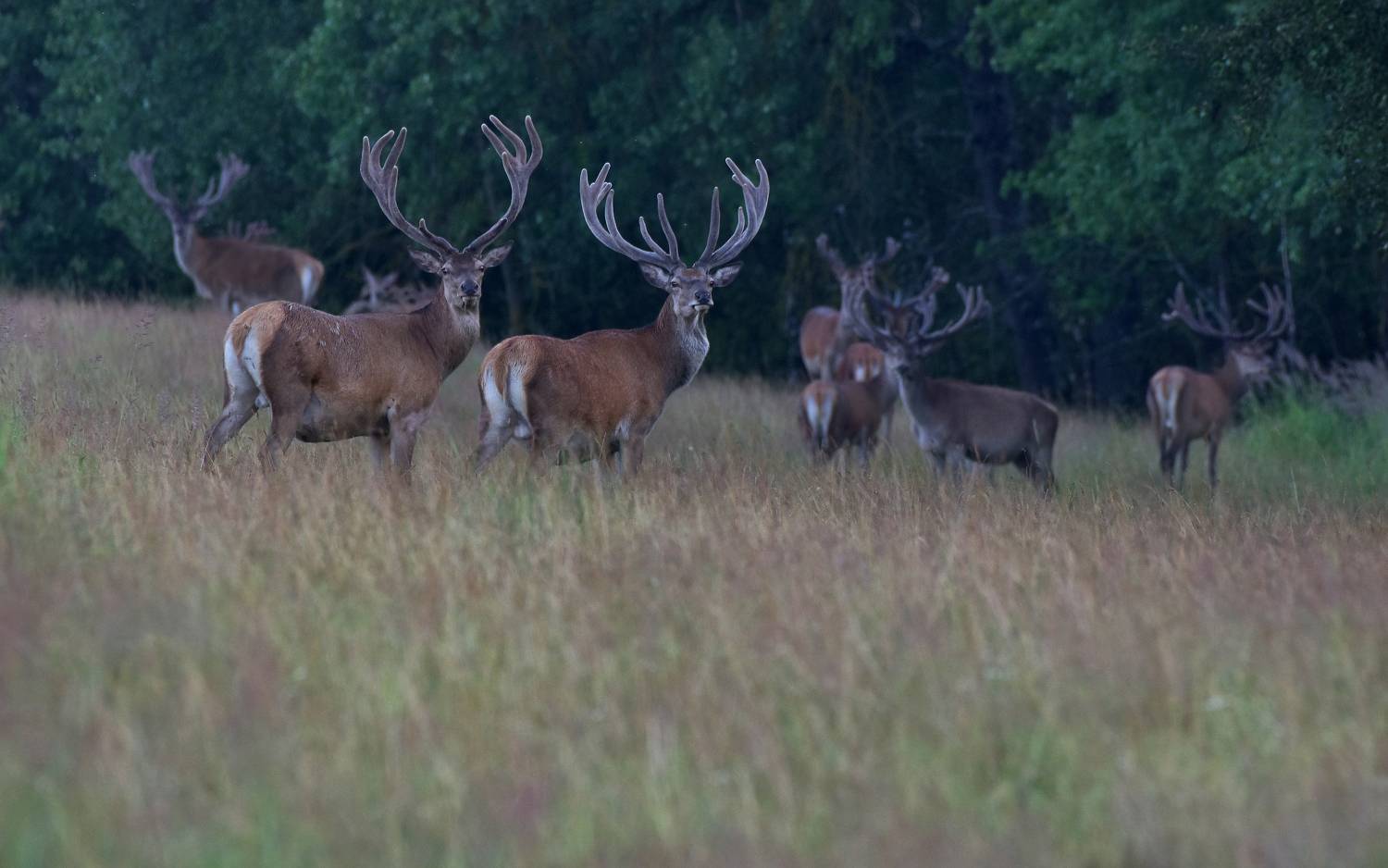 , Макеев Алексей