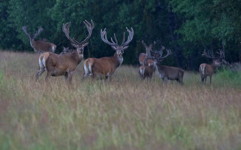 ... фото превью
