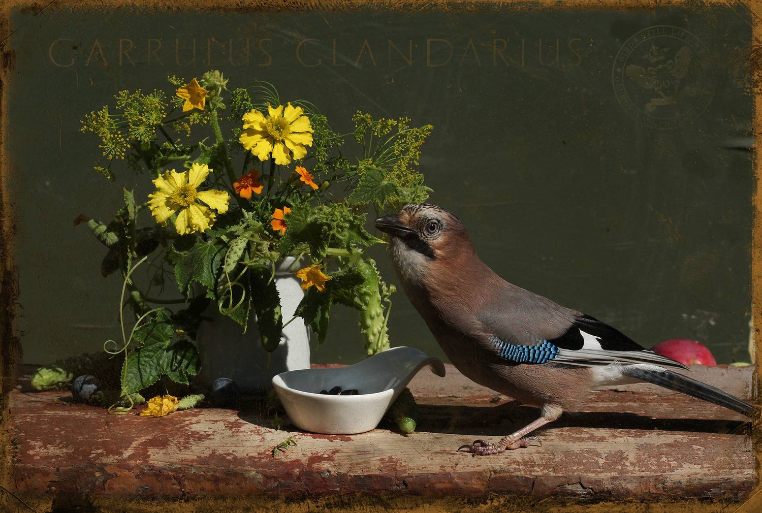 garrulus glandarius, Хромушин Олег