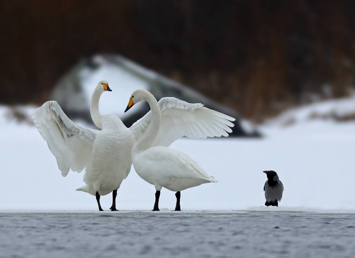 , Дмитрий Елисеев