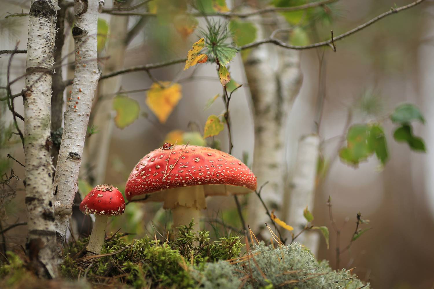 мухоморы, лес,сказки осени,грибы,беларусь,ирина горюкина, ГОРЮКИНА ИРИНА