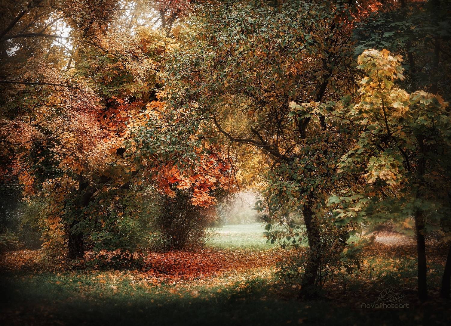 осень, листья, лес, пейзаж, Svetlana Smirnova