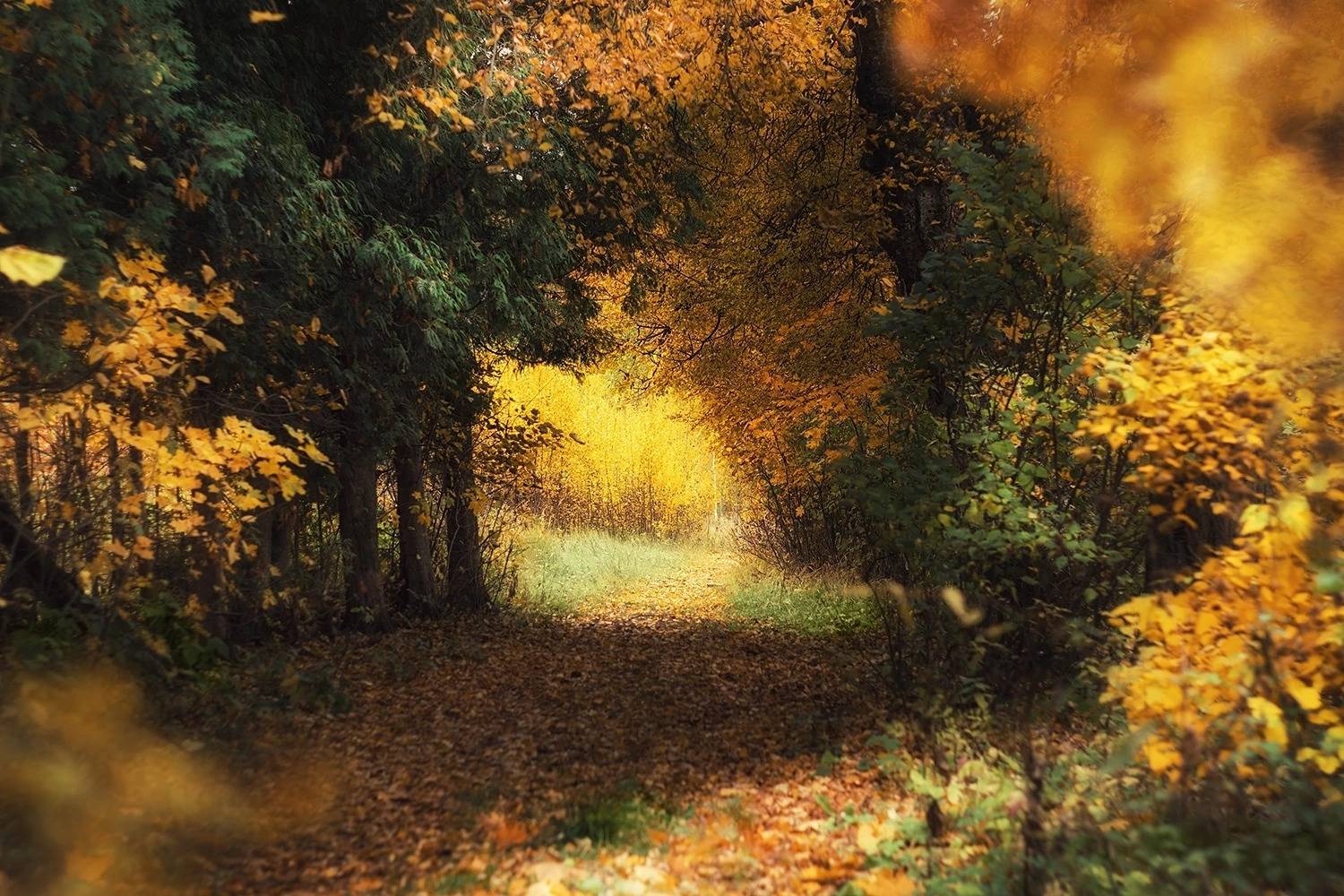 осень, лес, листья, деревья, красота, пейзаж, Svetlana Smirnova