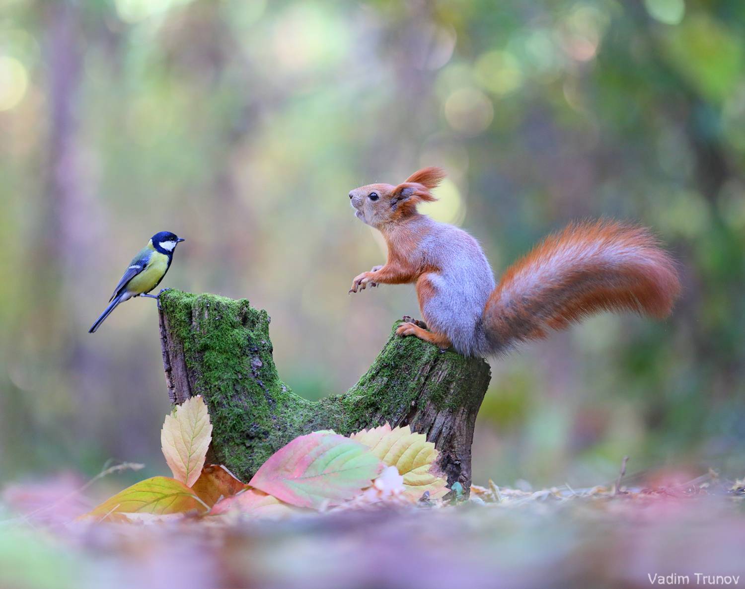белка, синица, squirrel, Вадим Трунов