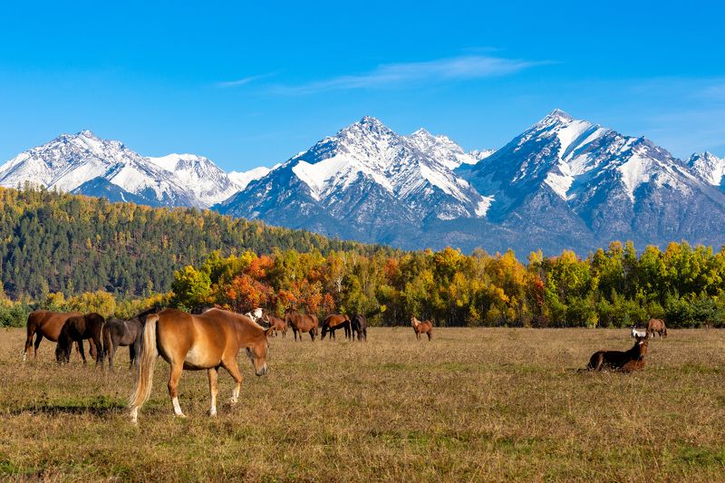 саяны, тункинская долина Тунка фото превью