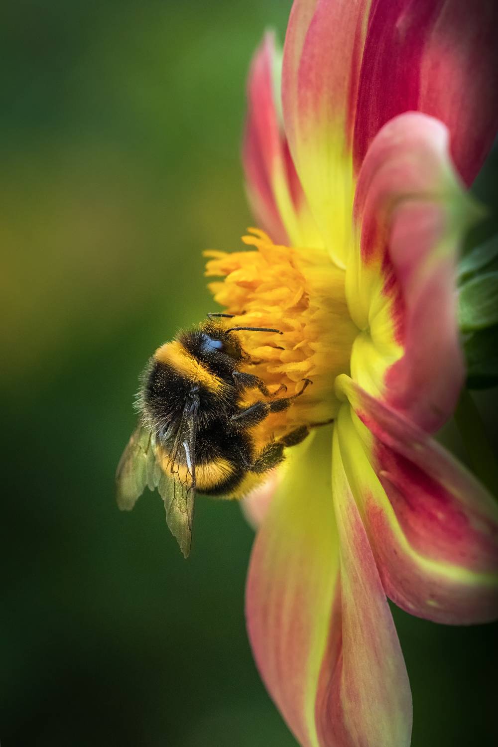 шмель, осень, октябрь, цветок, георгин, макро, насекомые, ЯR Ольга